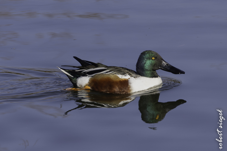 emily renzel wetlands 2026